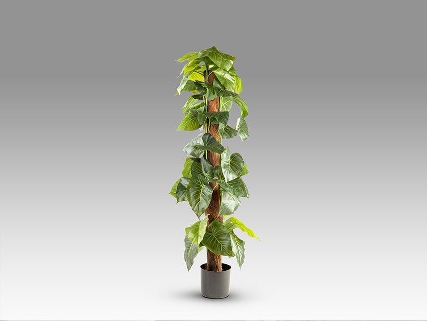 Planta artificial Schuller Taro cemento 150cm 281126 - imagen 6