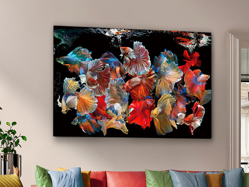 Schuller Peces Siam Foto 150x100 755016