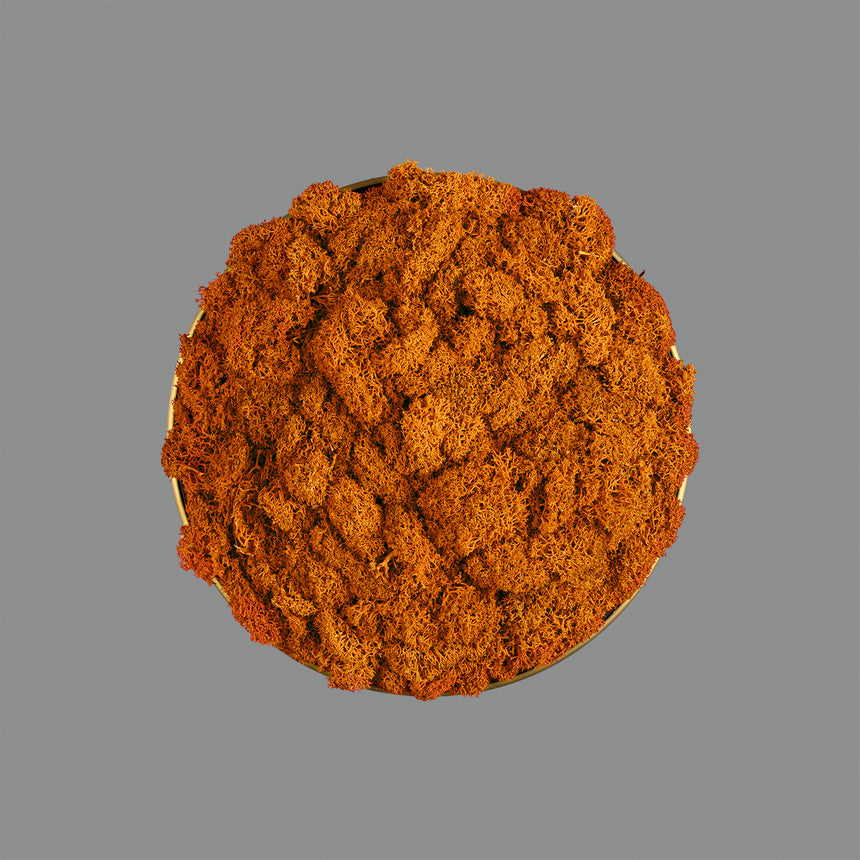 ACB Chamaleon musgo naranja sin iluminación K0003140NA