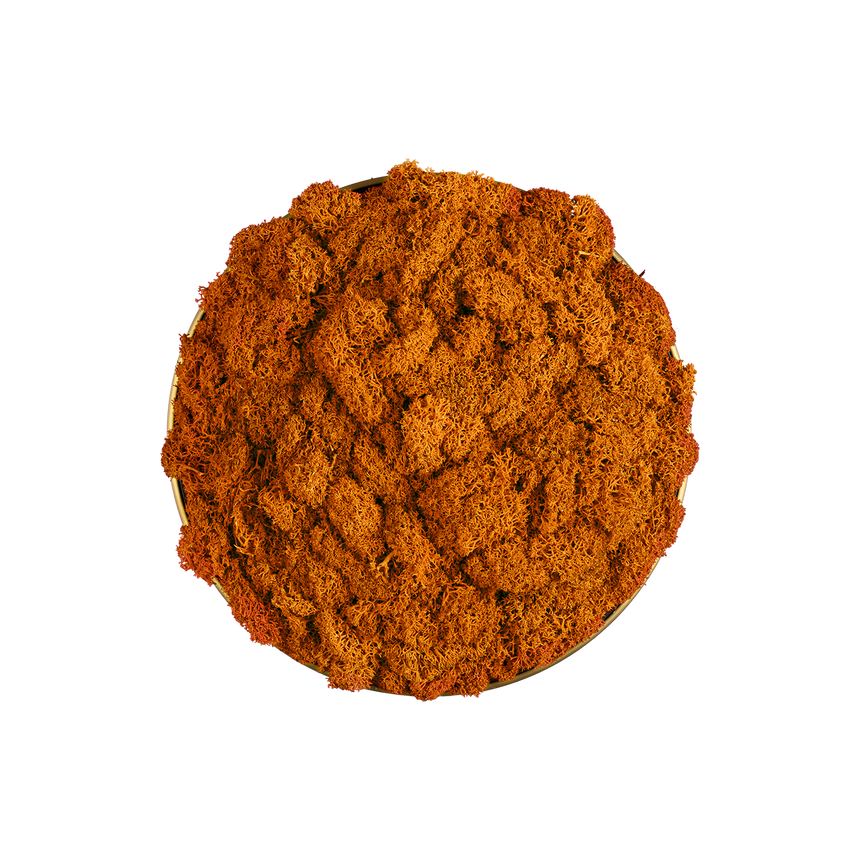 ACB Chamaleon musgo naranja sin iluminación K0003140NA