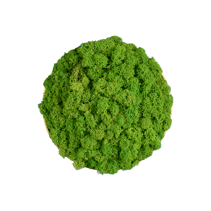 ACB Chamaleon DECO musgo verde claro sin iluminación K0003140VEC