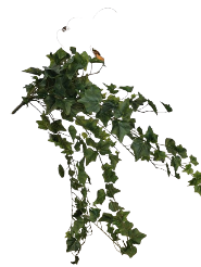 Zaraplant COLGANTE HIEDRA MINI, 1MT VERDE /ZAR4072-09