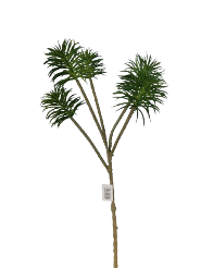 Zaraplant SENECIO X 5 VERDE /ZAR6891-09