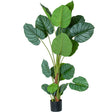 /CAM26691 PLANTA CALATHEA 5 TRONCOS 150cm | Camacho