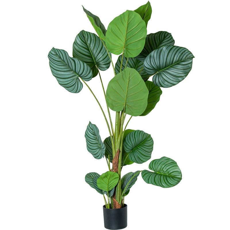 /CAM26691 PLANTA CALATHEA 5 TRONCOS 150cm | Camacho