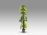 Planta artificial Schuller Taro cemento 150cm vista 4