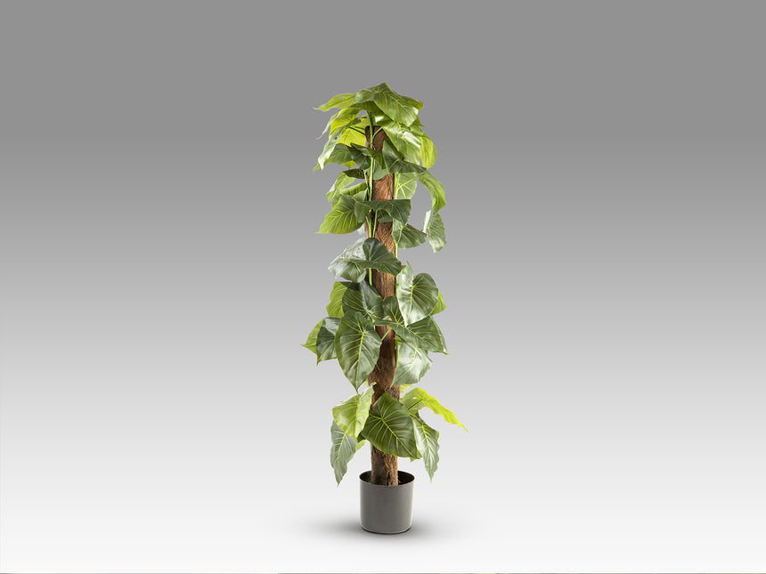 Planta artificial Schuller Taro cemento 150cm vista 4