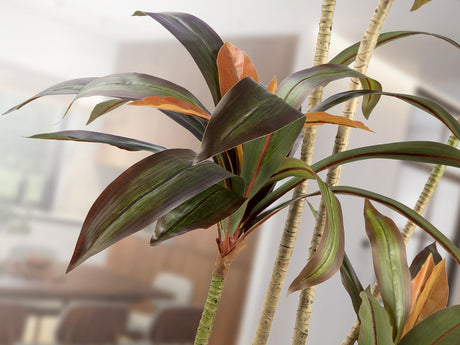 Planta artificial Schuller Dracena Roja cemento 220cm vista 2