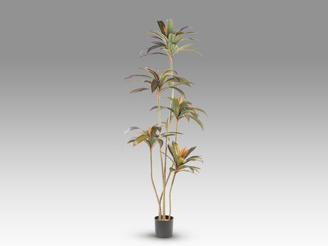 Planta artificial Schuller Dracena Roja cemento 220cm vista 4