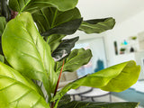 Planta artificial Schuller Higuera Violín cemento 250cm 281577 - imagen 4
