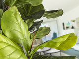 Planta artificial Schuller Higuera Violín cemento 250cm vista 2
