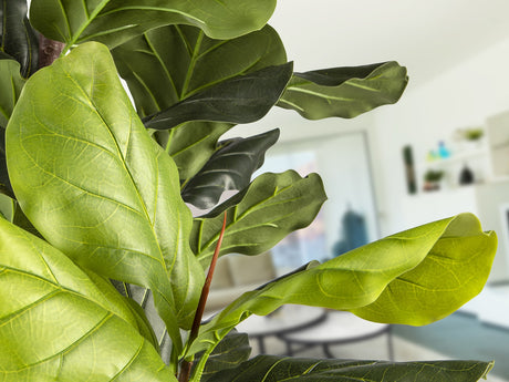 Planta artificial Schuller Higuera Violín cemento 250cm vista 2