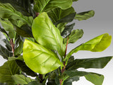 Planta artificial Schuller Higuera Violín cemento 250cm 281577 - imagen 5