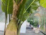 Planta artificial Schuller Ave Paraíso cemento 250cm 281690 - imagen 4