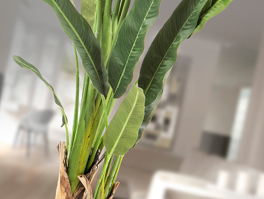 Planta artificial Schuller Palma Viajero cemento 240cm 281751 - imagen 4
