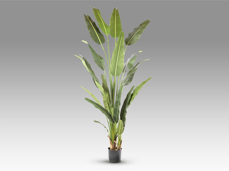 Planta artificial Schuller Palma Viajero cemento 240cm vista 4
