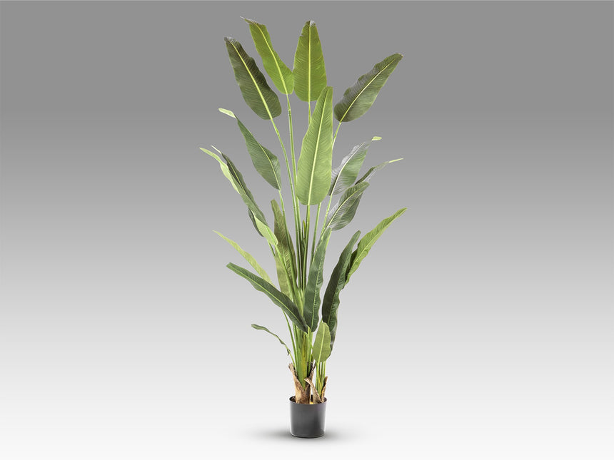 Planta artificial Schuller Palma Viajero cemento 240cm vista 4