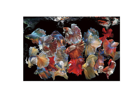 Cuadro fotografía impresa Schuller Peces Siam 150x100cm ambiente