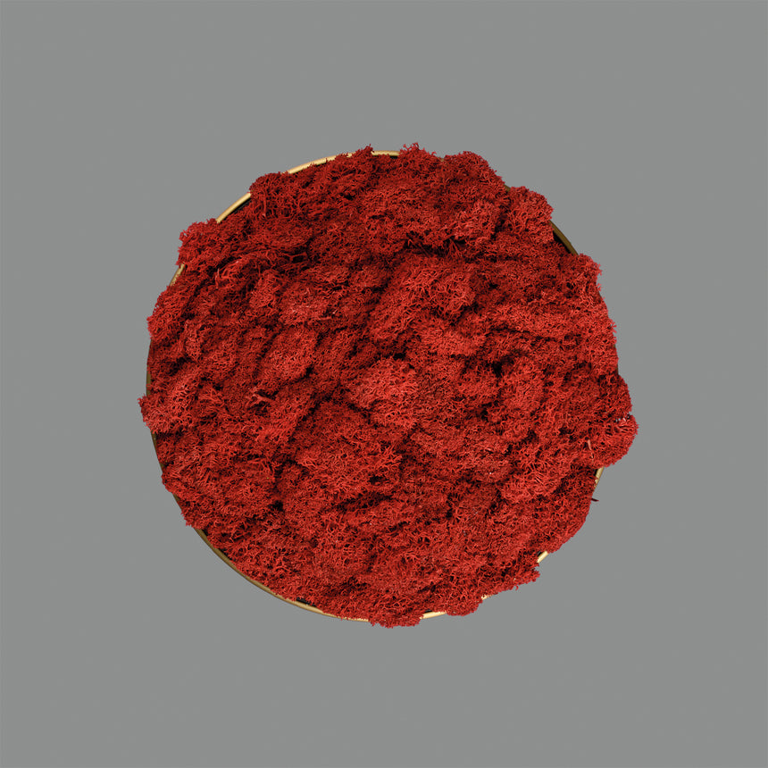 ACB Chamaleon 16/3975 DECO Musgo Rojo, Sin iluminación K0003140R