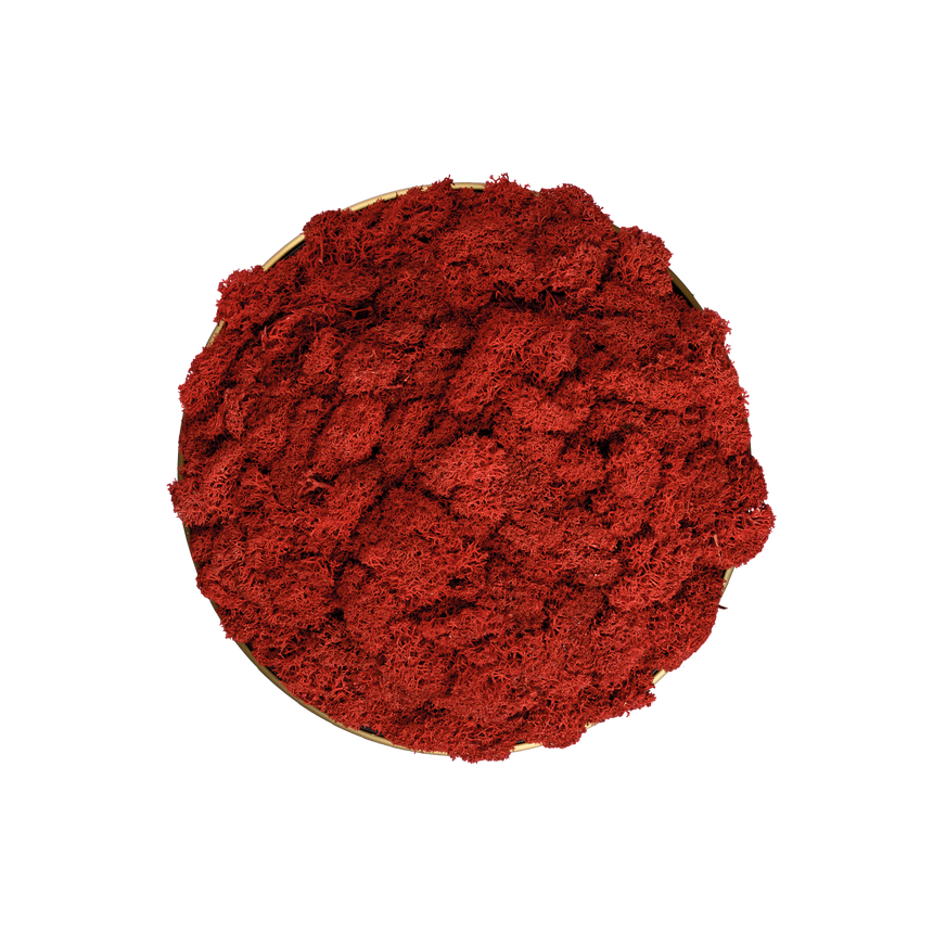 ACB Chamaleon 16/3975 DECO Musgo Rojo, Sin iluminación K0003140R
