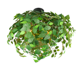 Plafón de techo Trio Leavy 3 luces negro mate y verde Ø70cm R60463015