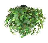 Plafón de techo Trio Leavy 3 luces negro mate y verde Ø70cm R60463015 - vista 2