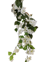 Zaraplant COLGANTE BOUGANVILLA BLANCO /ZAR6400-11