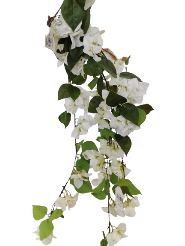 Zaraplant COLGANTE BOUGANVILLA BLANCO /ZAR6400-11