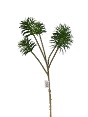 Zaraplant SENECIO X 5   VERDE /ZAR6891-09