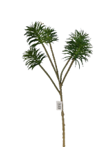 Zaraplant SENECIO X 5   VERDE CLARO /ZAR6891-23