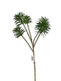 Zaraplant SENECIO X 5   VERDE CLARO /ZAR6891-23