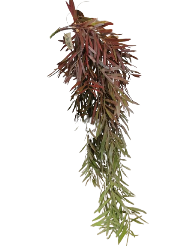 Zaraplant COLGANTE ROSMARINUS  VERDE /ZAR4160-23